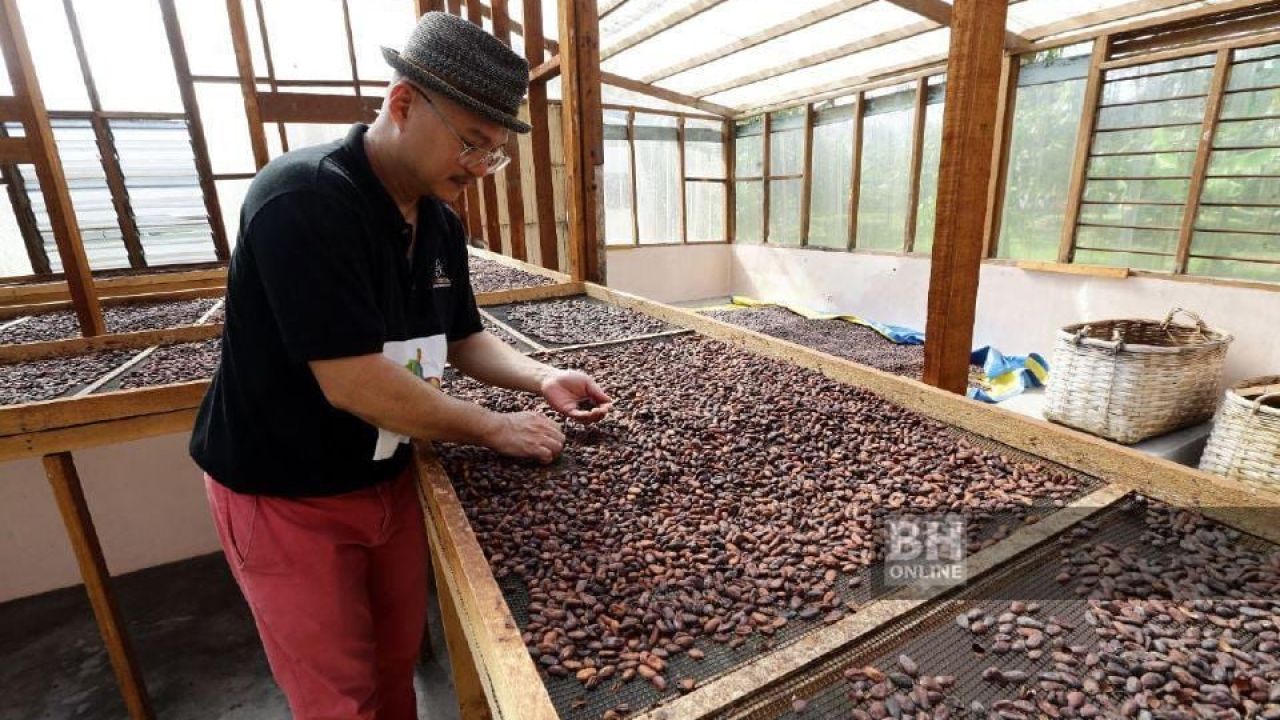 Ladang Koko Lee Tanjung Sepat